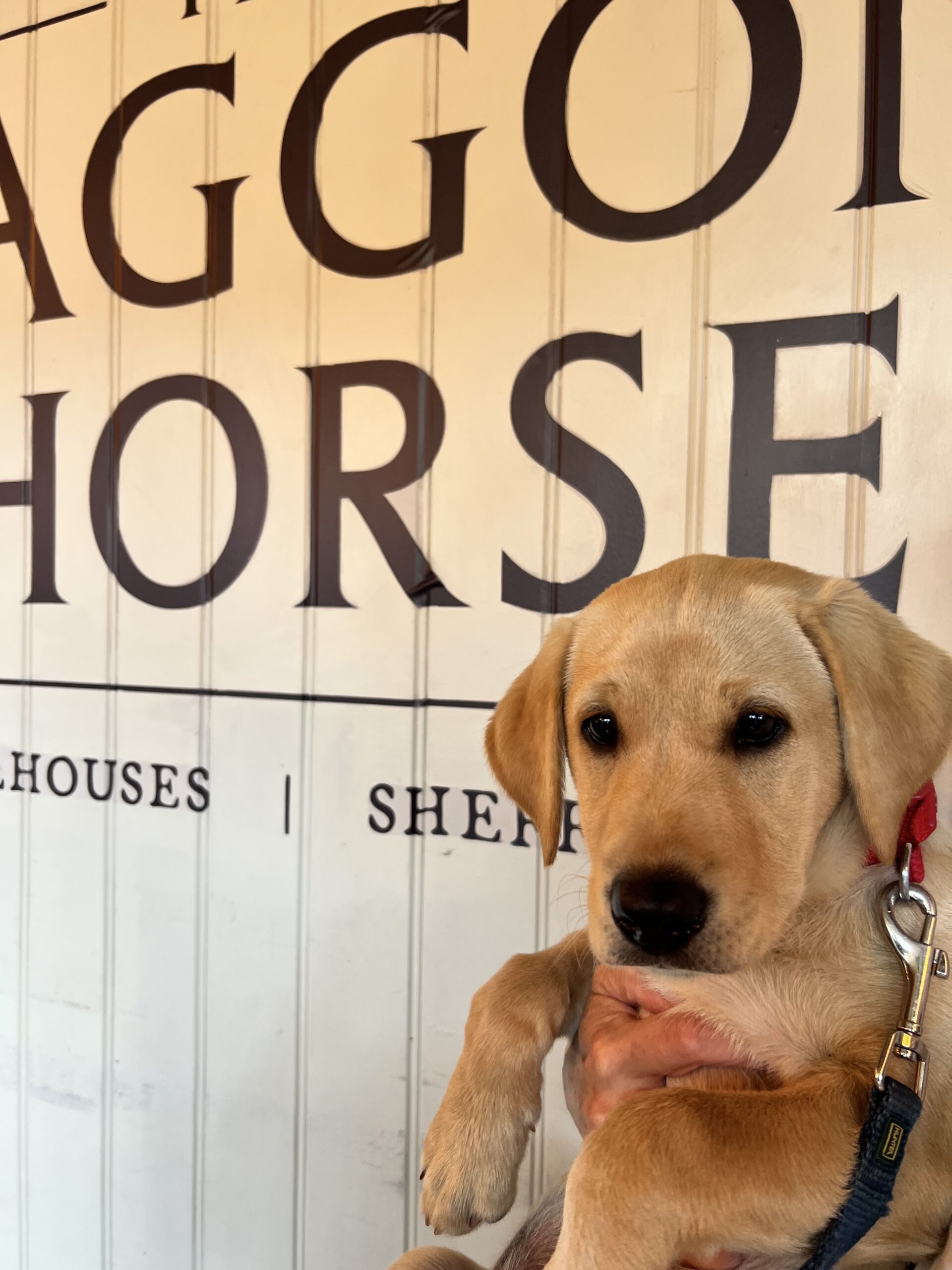 Dog friendly at The Waggon and horses